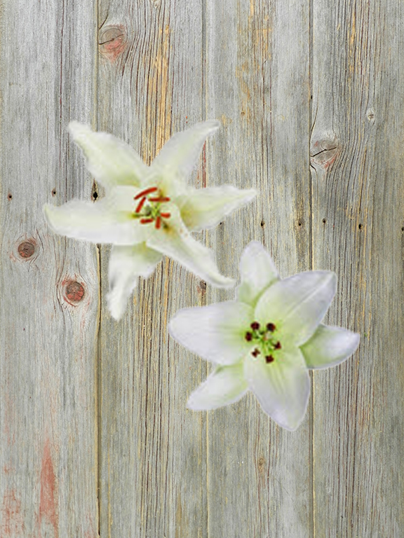 2/3 BLOOM WHITE LA & ORIENTAL LILY COMBO BOX